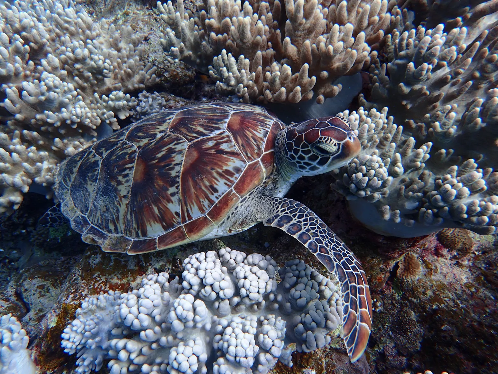 A sea turtle resting with its eyes closed among the coral