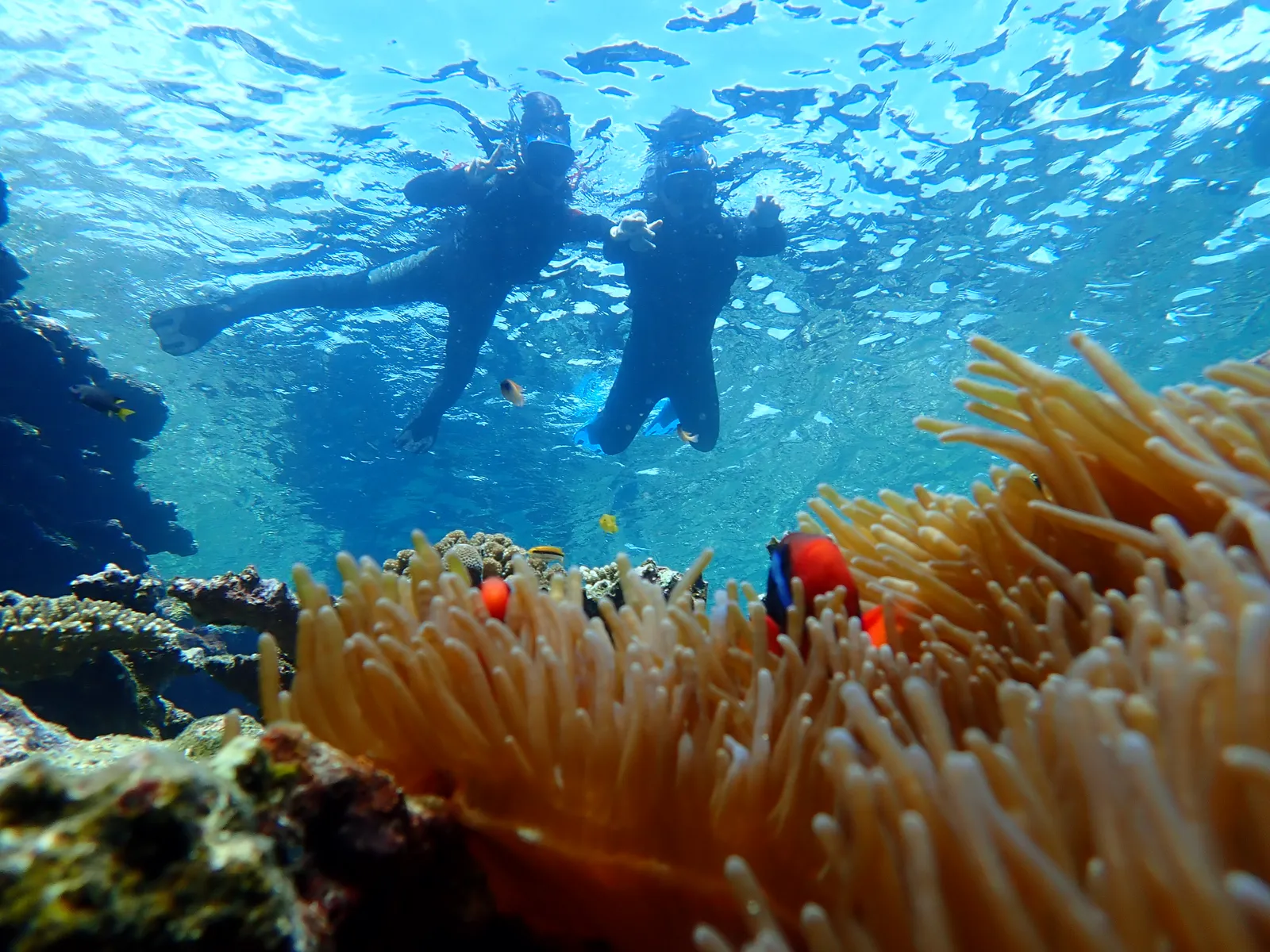 石垣島・青の洞窟探検とシュノーケリング|移動込み約2時間の海遊び