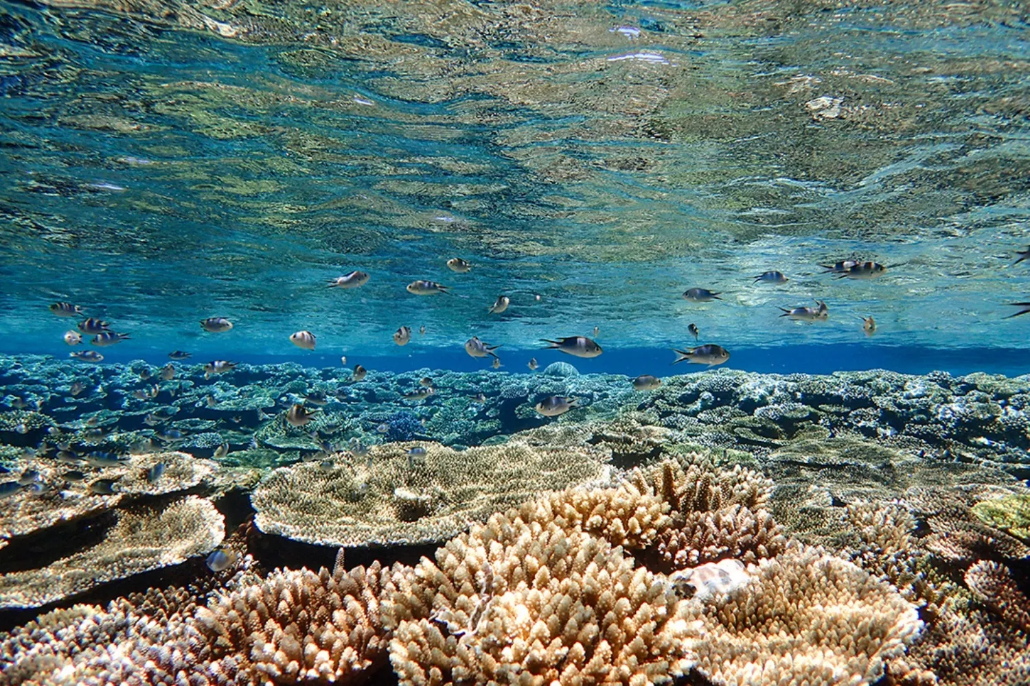A coral reef spreading across the shallows with a school of small fish swimming