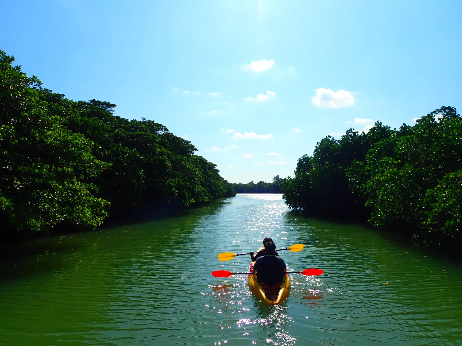 Two people seen from behind paddling a canoe along a wide river flanked by mangrove forest