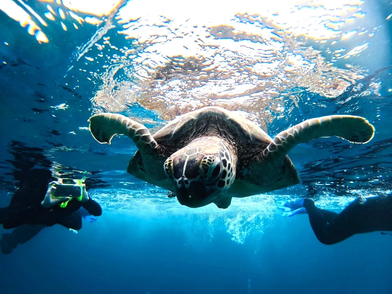A sea turtle with its flippers spread, swimming near the surface alongside a snorkeler