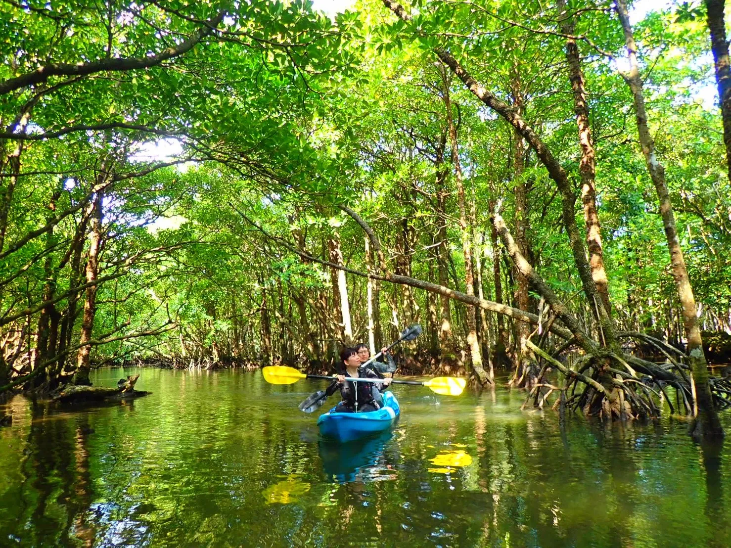 Two people paddling a canoe through green reflections on the water inside a tall mangrove forest