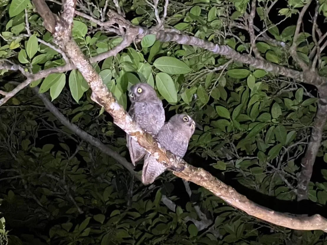 夜の木の枝に並んで止まる2羽のフクロウ