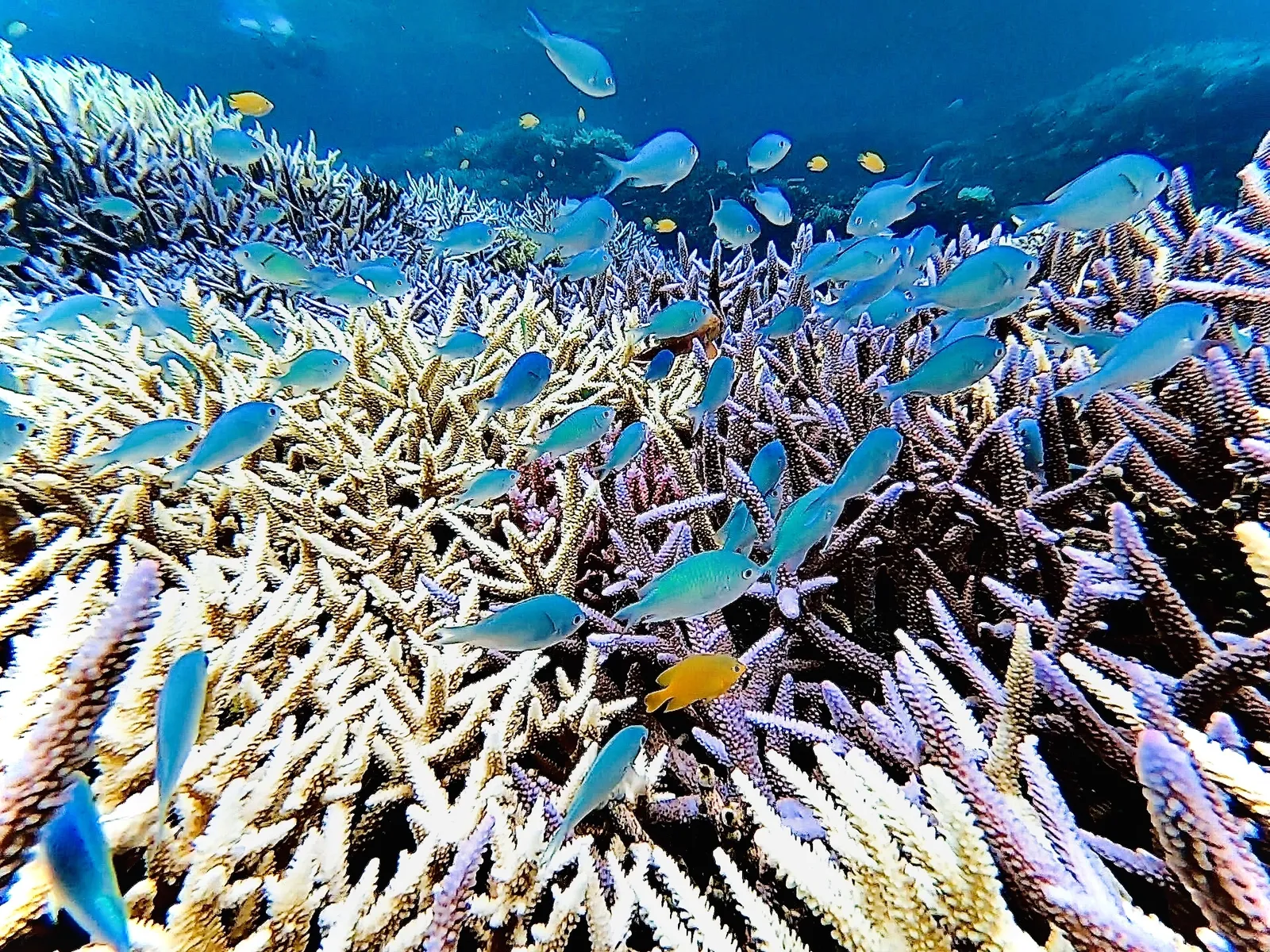 サンゴ礁の周りを泳ぐデバスズメダイの群れ
