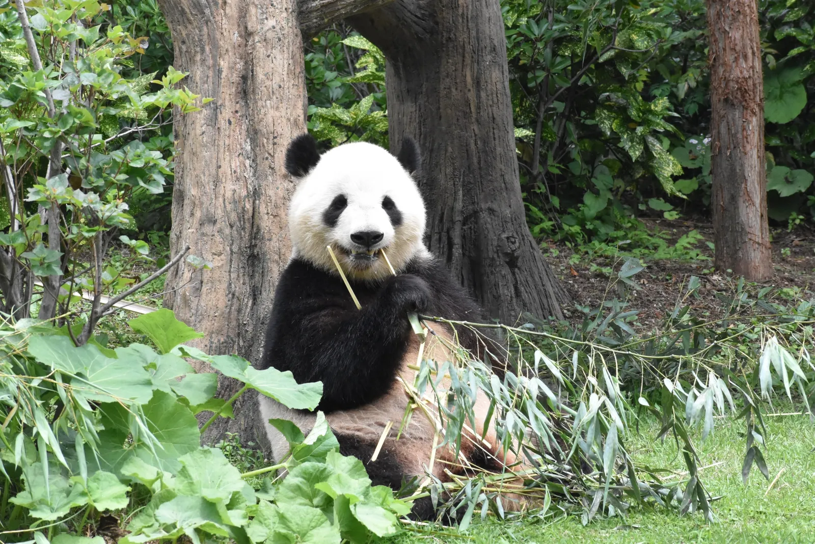 畫像的說明