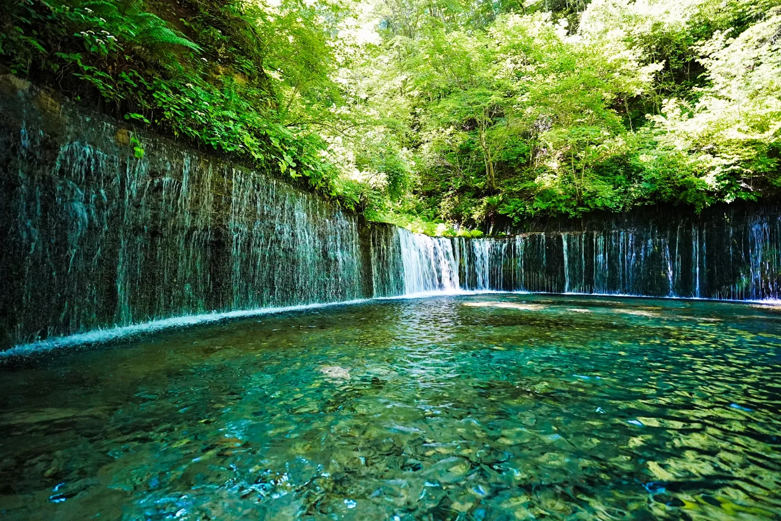 緑の森に囲まれた白糸の滝と、石が透けて見える水面