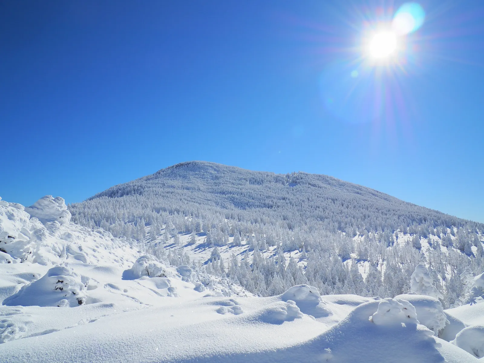 青空の下に広がる雪山と雪に覆われた木々