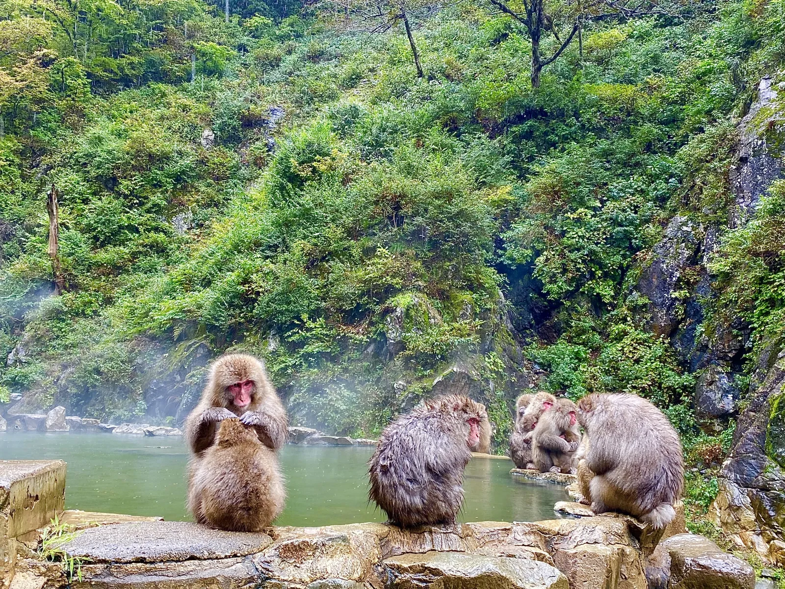 緑に囲まれた地獄谷野猿公苑で温泉の縁に座るニホンザルたち