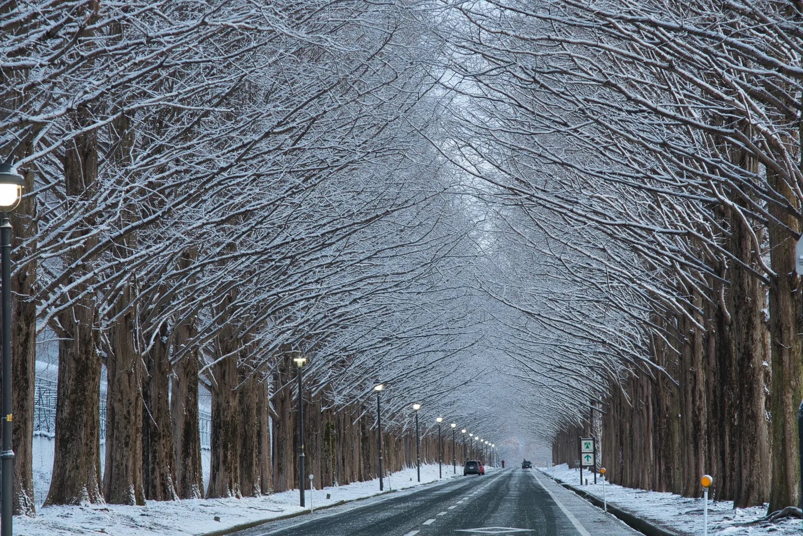 Snow-dusted metasequoia branches meeting overhead along an avenue