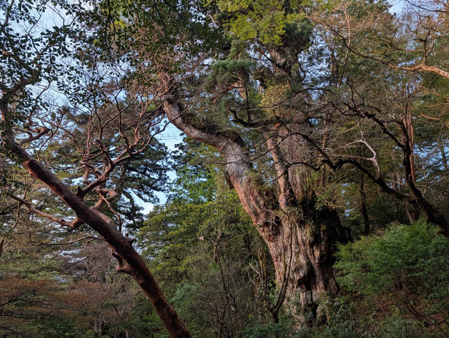 Jomon Sugi in Yakushima