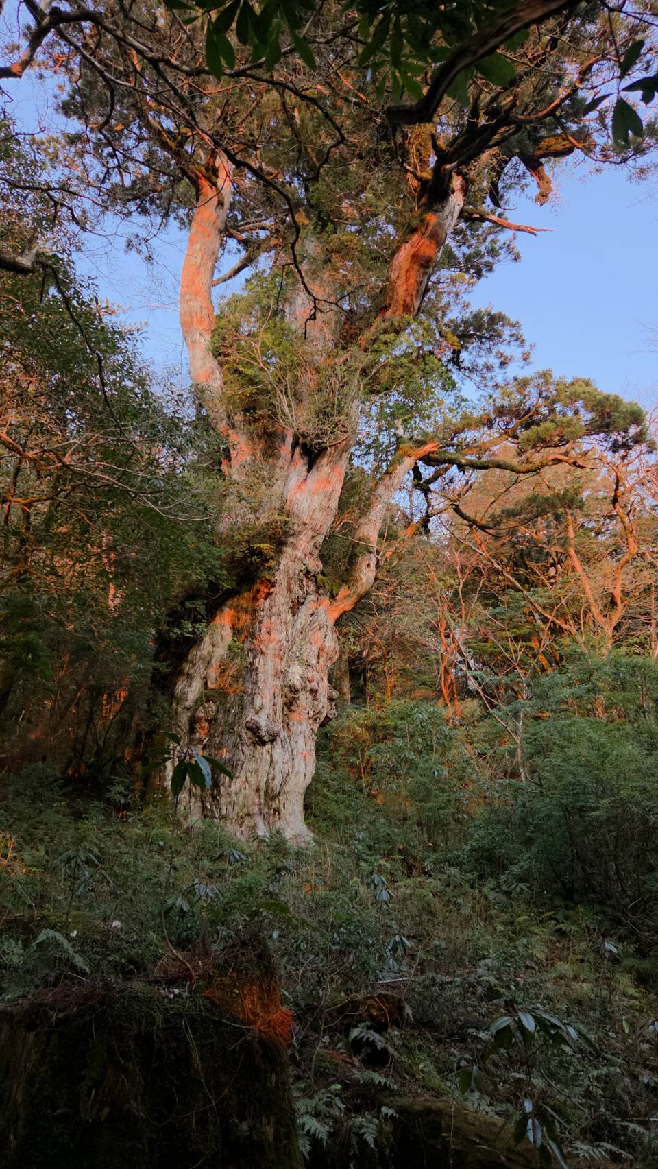 The trunk of Jomon Sugi lit by reddish light, with its branches spreading wide