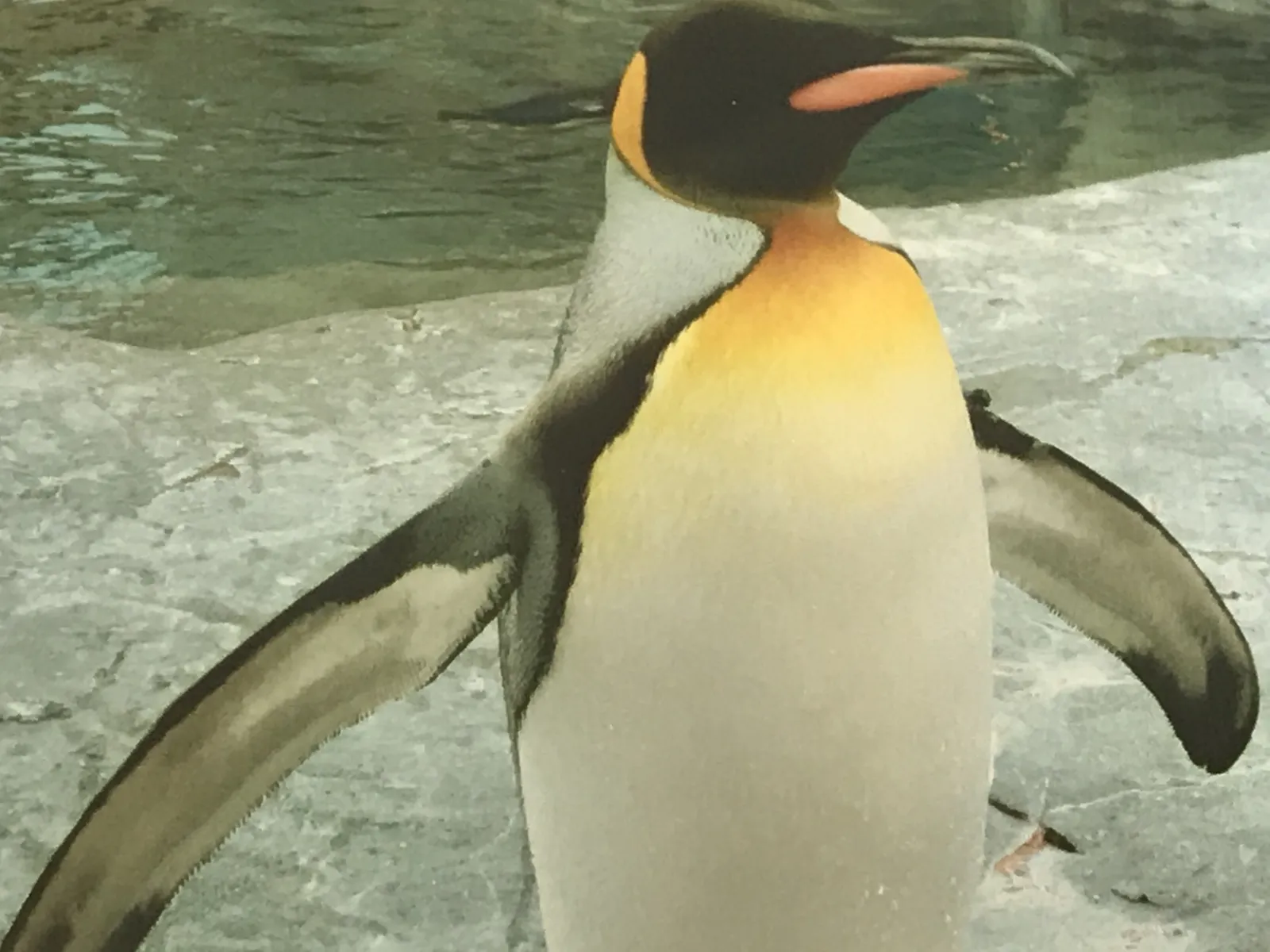 冬の旭山動物園で過ごすペンギンたち