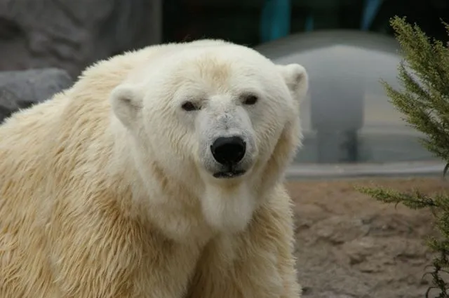 雪景色の中を歩く旭山動物園のペンギン