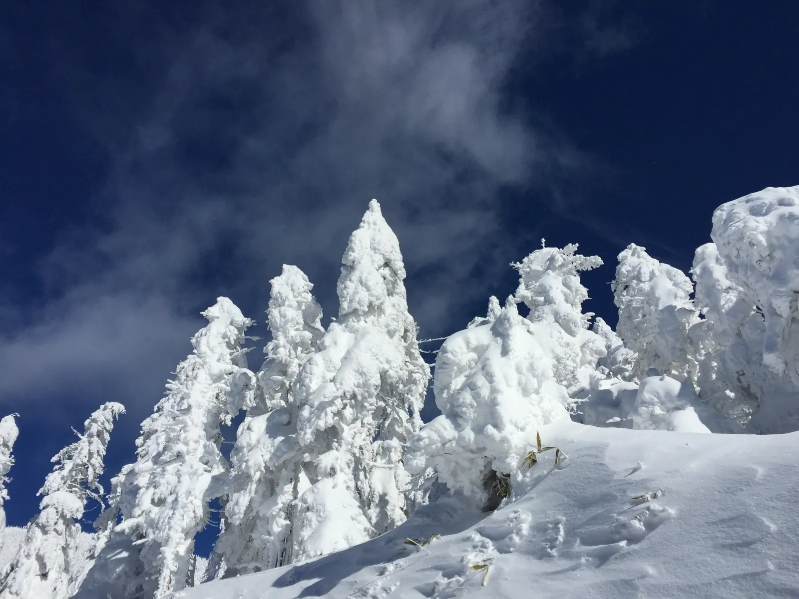 青空を背景に雪や氷で白く覆われた針葉樹