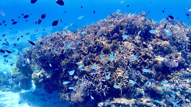 チービシ環礁のサンゴ礁と熱帯魚を観察するシュノーケリング