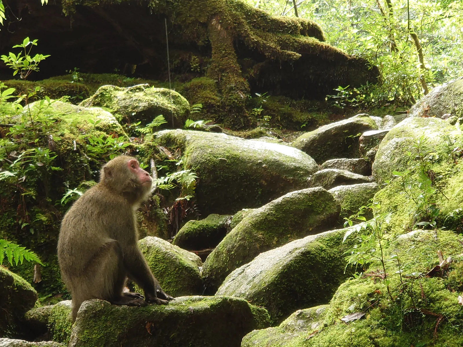 A Japanese macaque sitting on a moss-covered rock