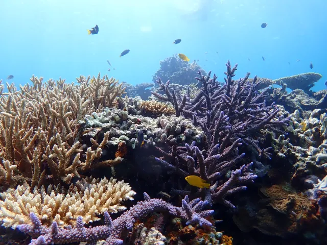 枝状に広がるサンゴと、その周囲を泳ぐ小さな魚