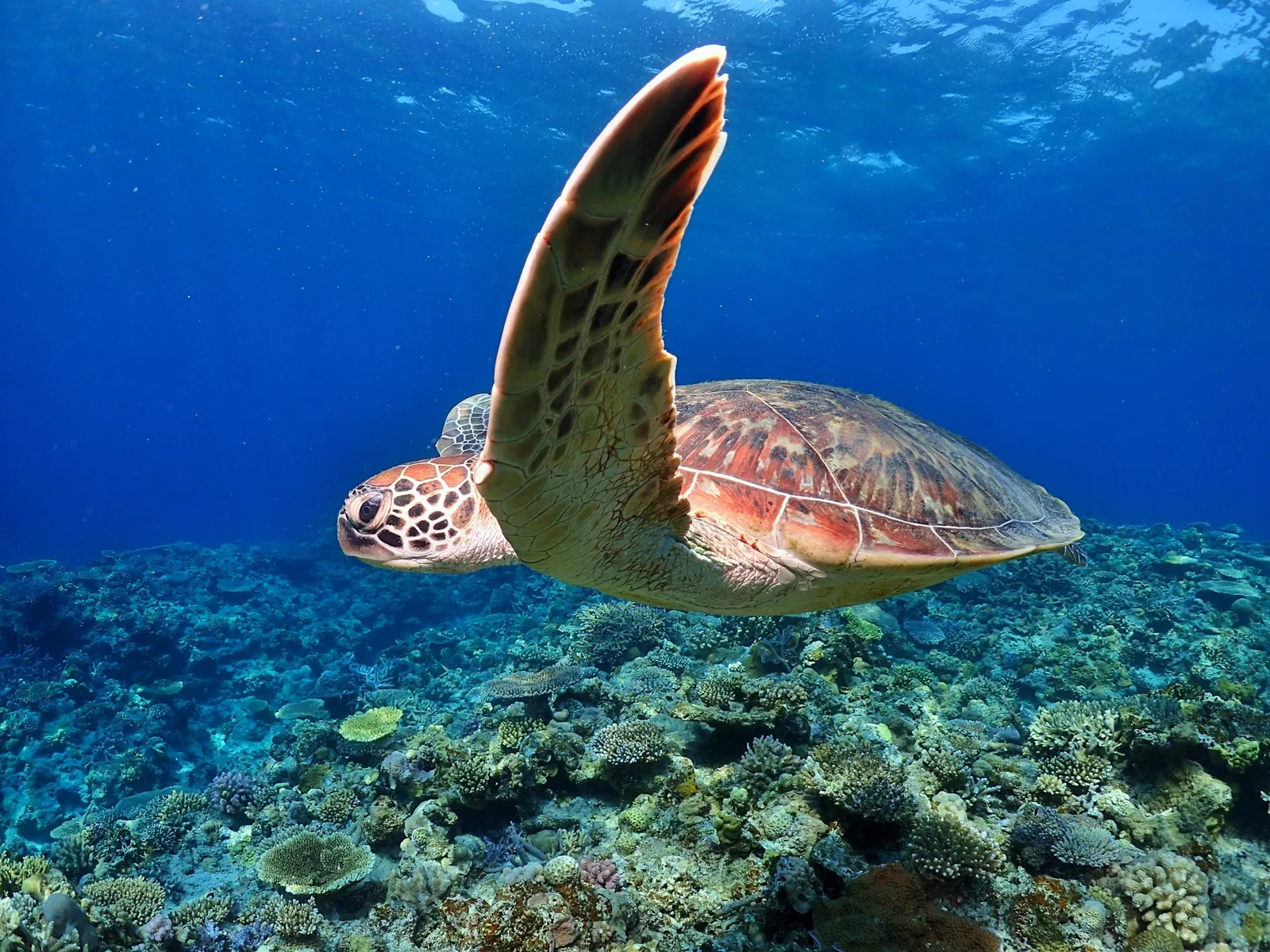 多様な海洋生物が生息する慶良間諸島の海中