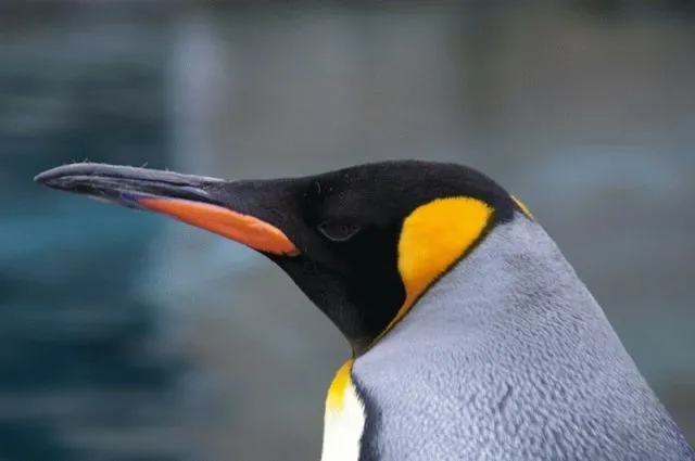 雪に囲まれた旭山動物園のペンギン