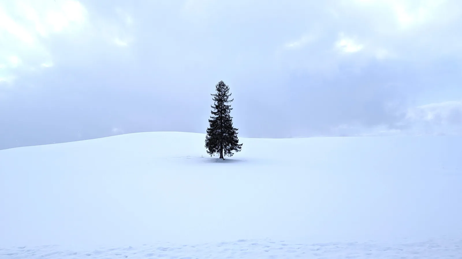 雪の丘に立つ美瑛のクリスマスツリーの木