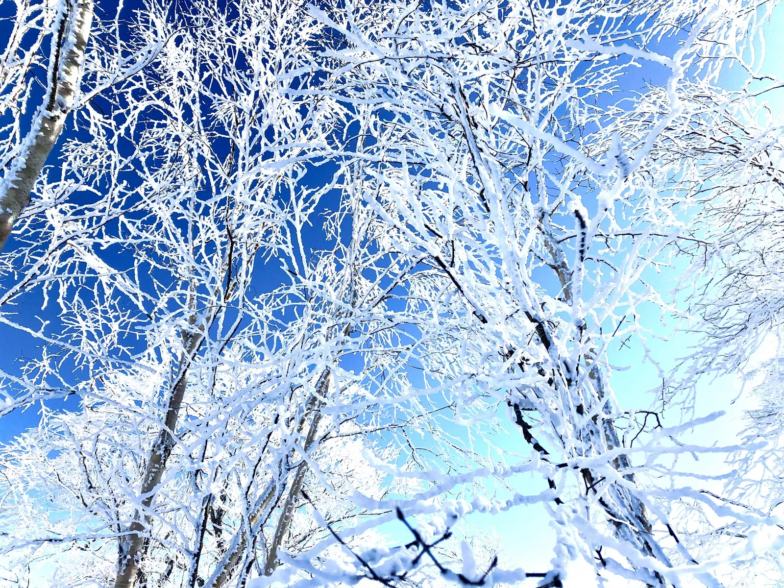 野泽温泉滑雪课程