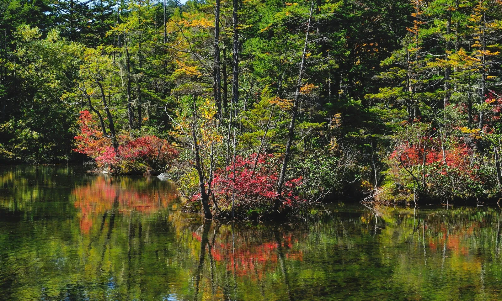紅葉に囲まれた上高地・明神池の風景