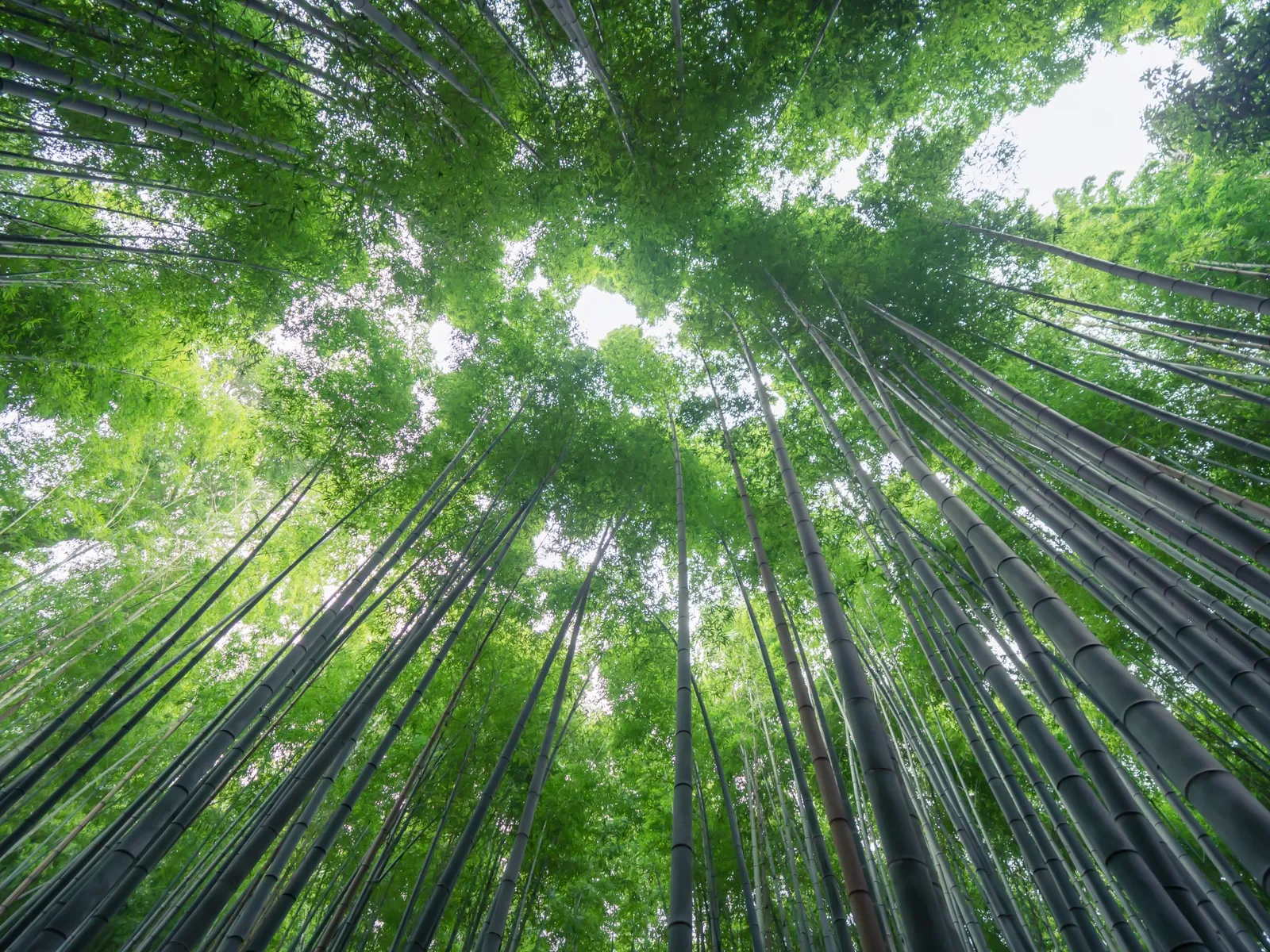 画像の説明
