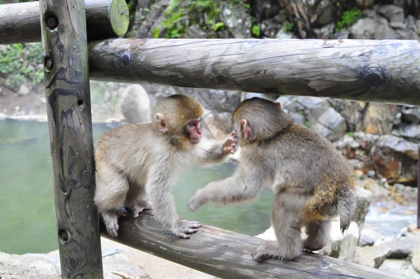 木の柵の上で向き合う2頭のニホンザル