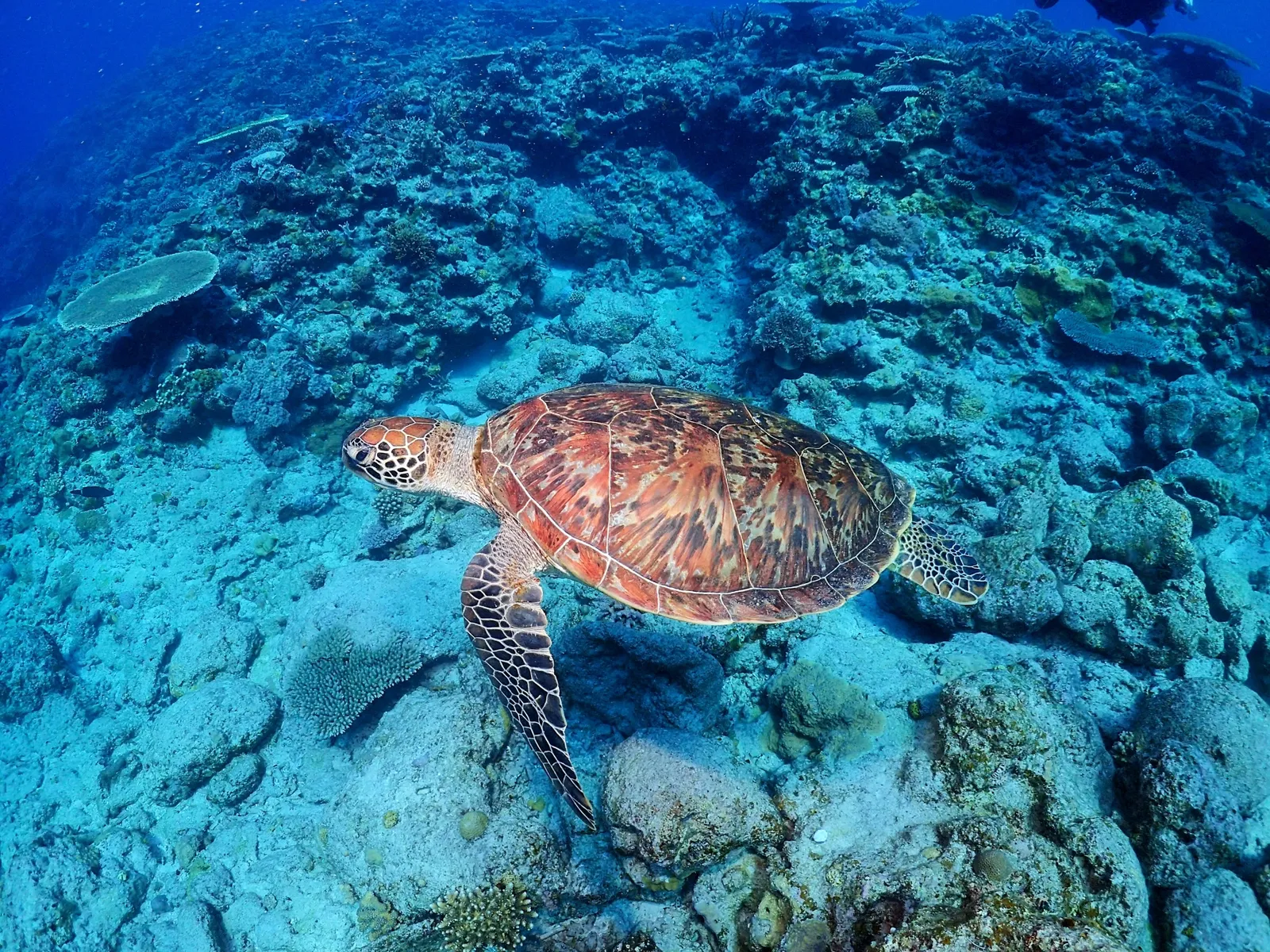 沖縄・慶良間の海中を泳ぐ色鮮やかな魚たち