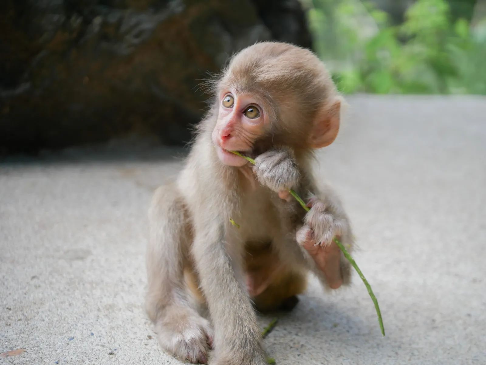 草の茎を持って座るニホンザルの子ども