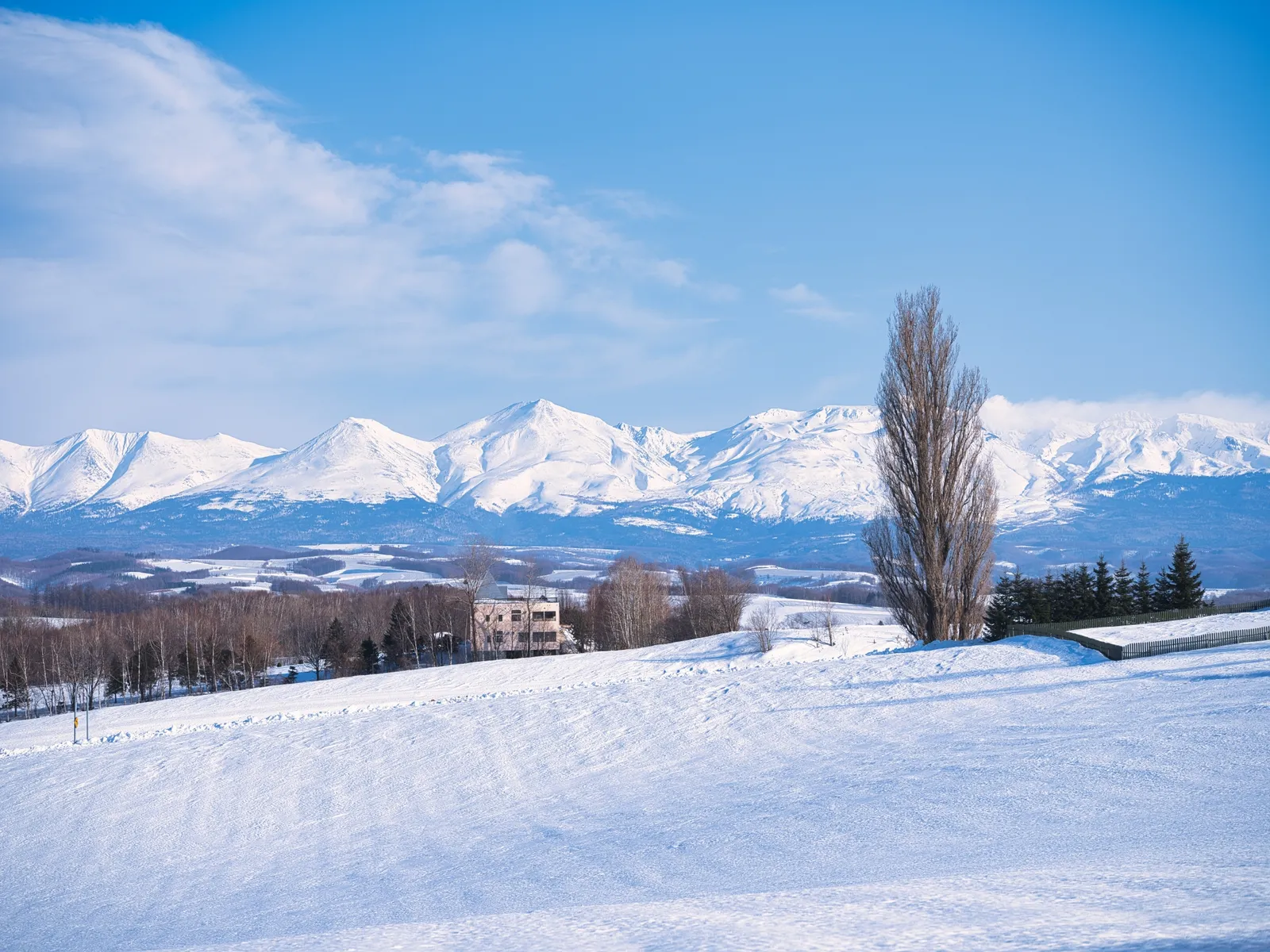 雪に覆われた美瑛の丘とケンとメリーの木