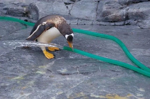 冬の旭山動物園で過ごすペンギンたち