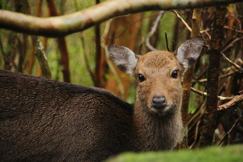 A deer's face peering out from between the trees
