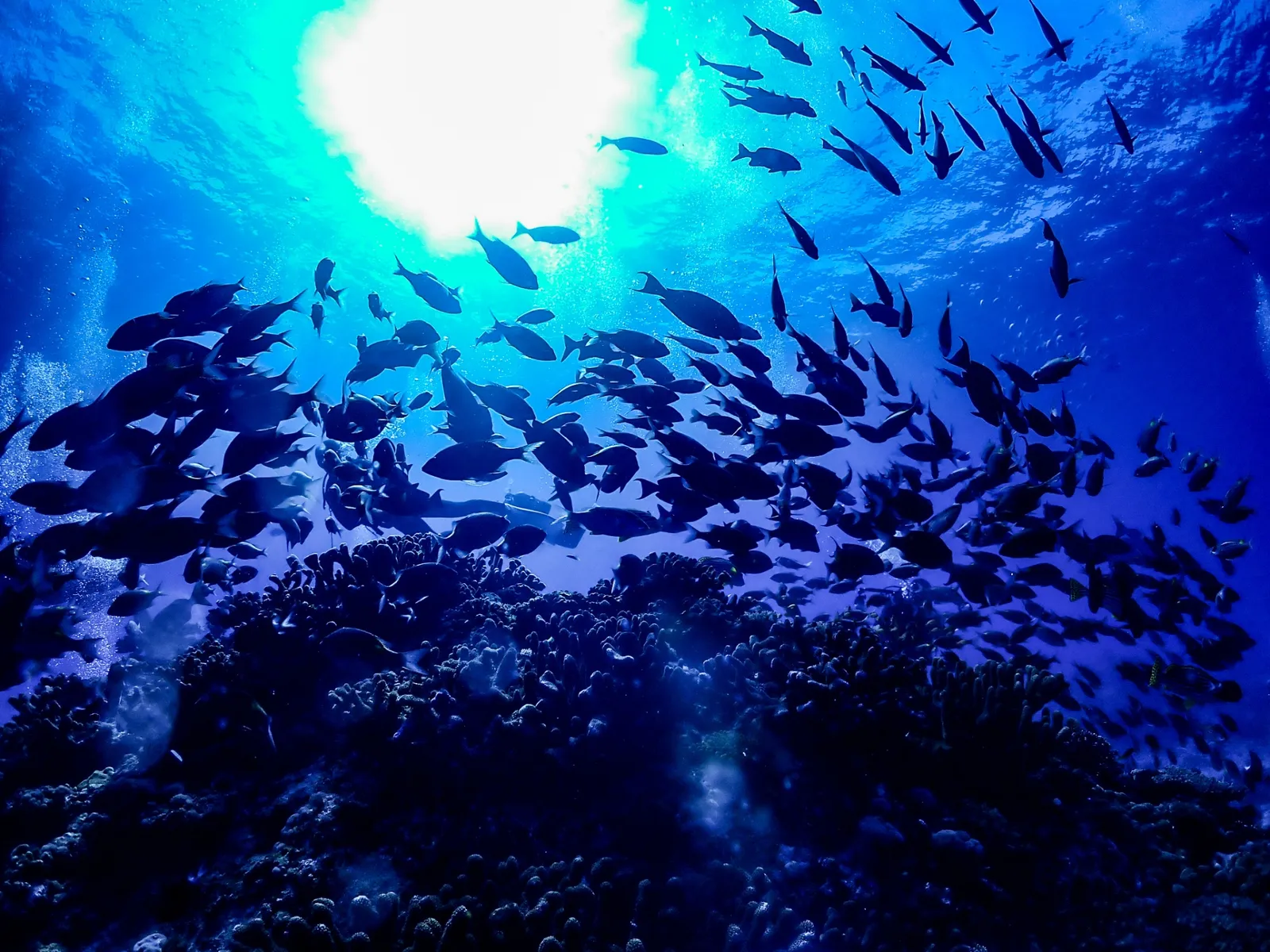 慶良間諸島の透明な海に広がるサンゴ礁