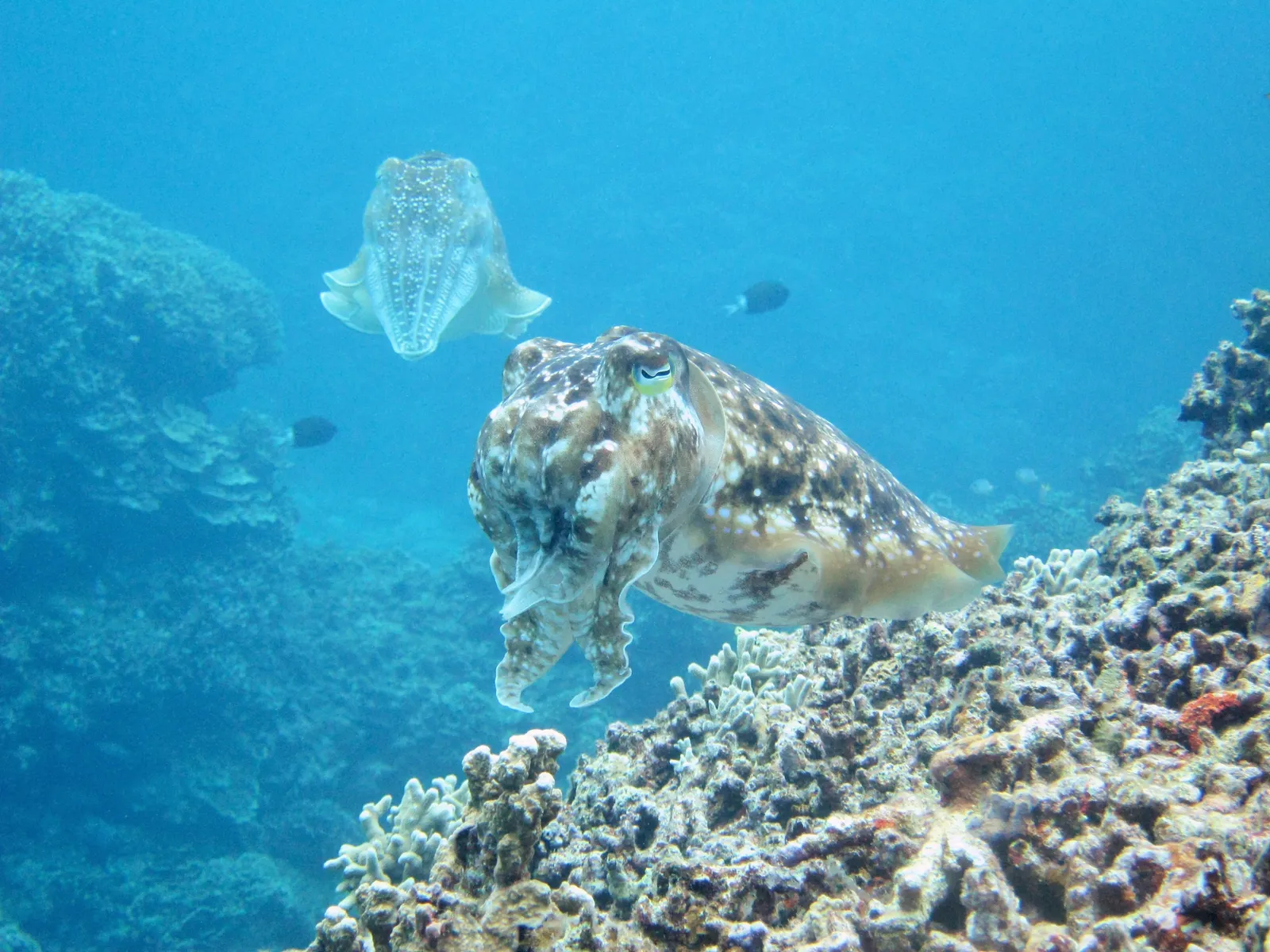 慶良間の海で見られる大型のコブシメ