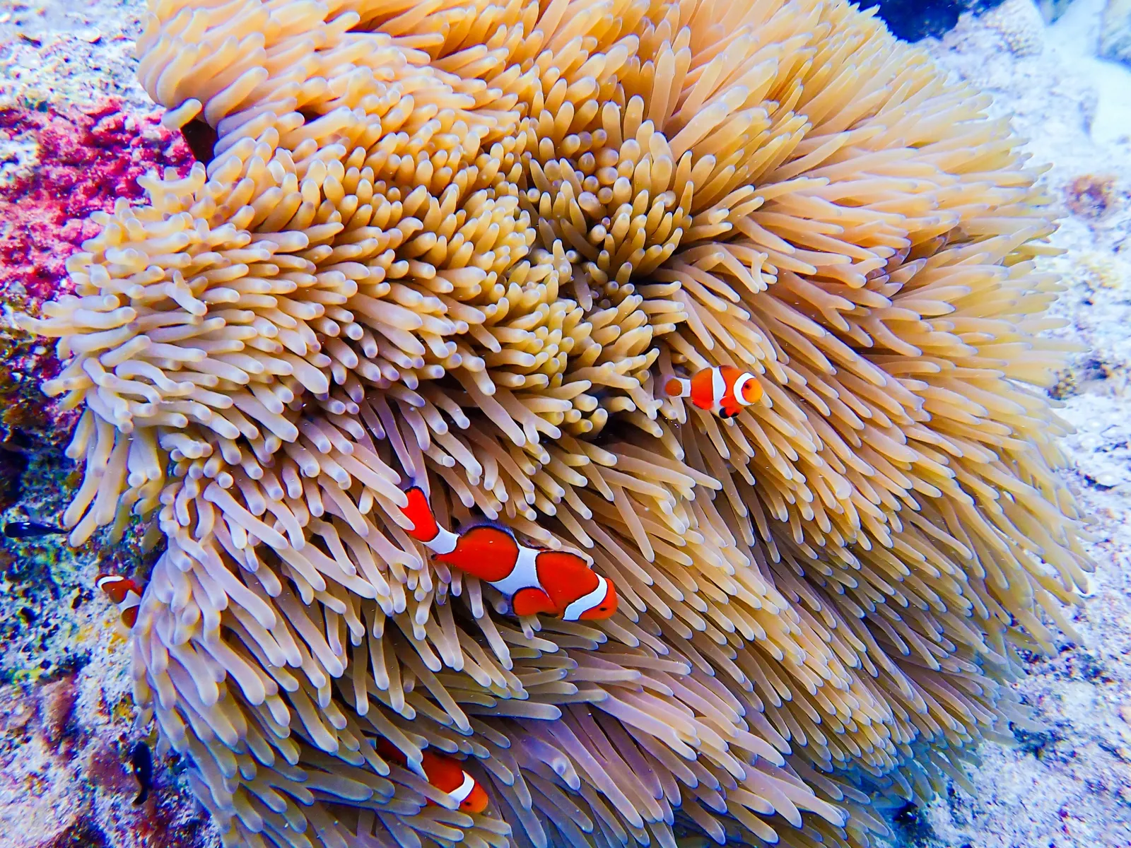 慶良間の海で見られるクマノミとイソギンチャク