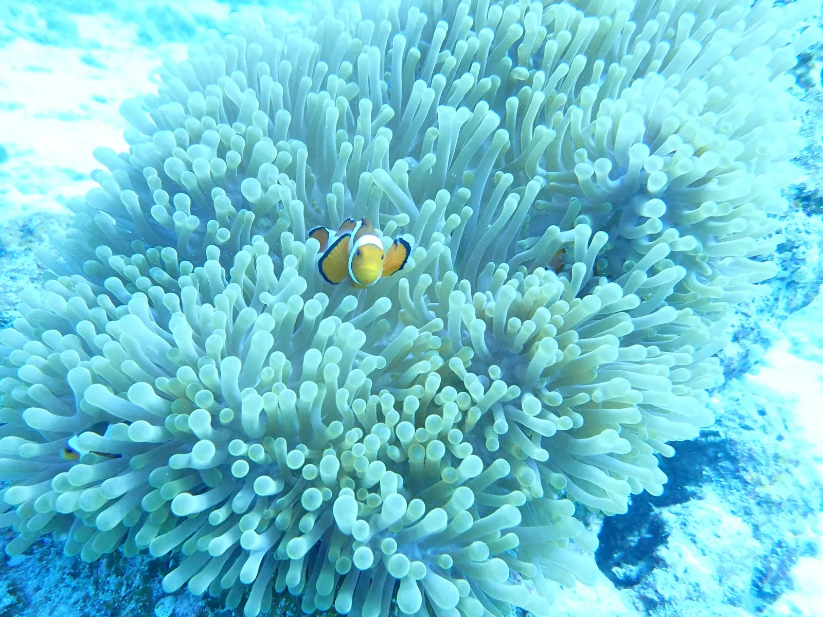 サンゴ礁と南国の魚が広がる慶良間の海中風景