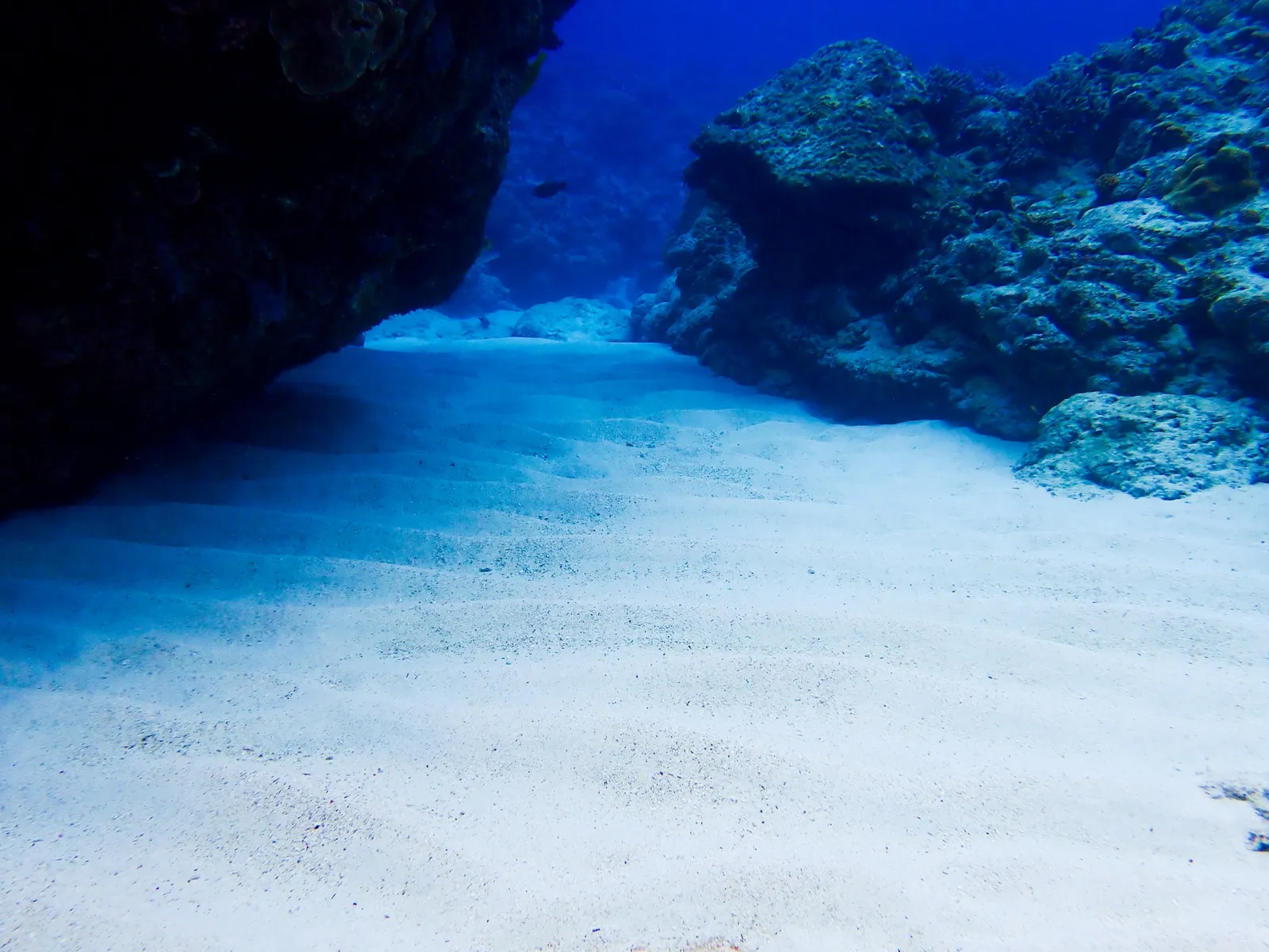 サンゴ礁と海洋生物を観察する慶良間ダイビング