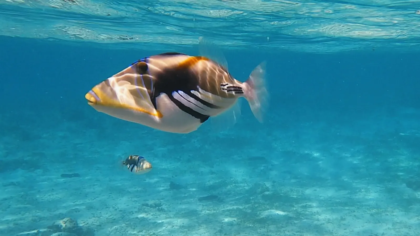 チービシ環礁の海で泳ぐムラサメモンガラ