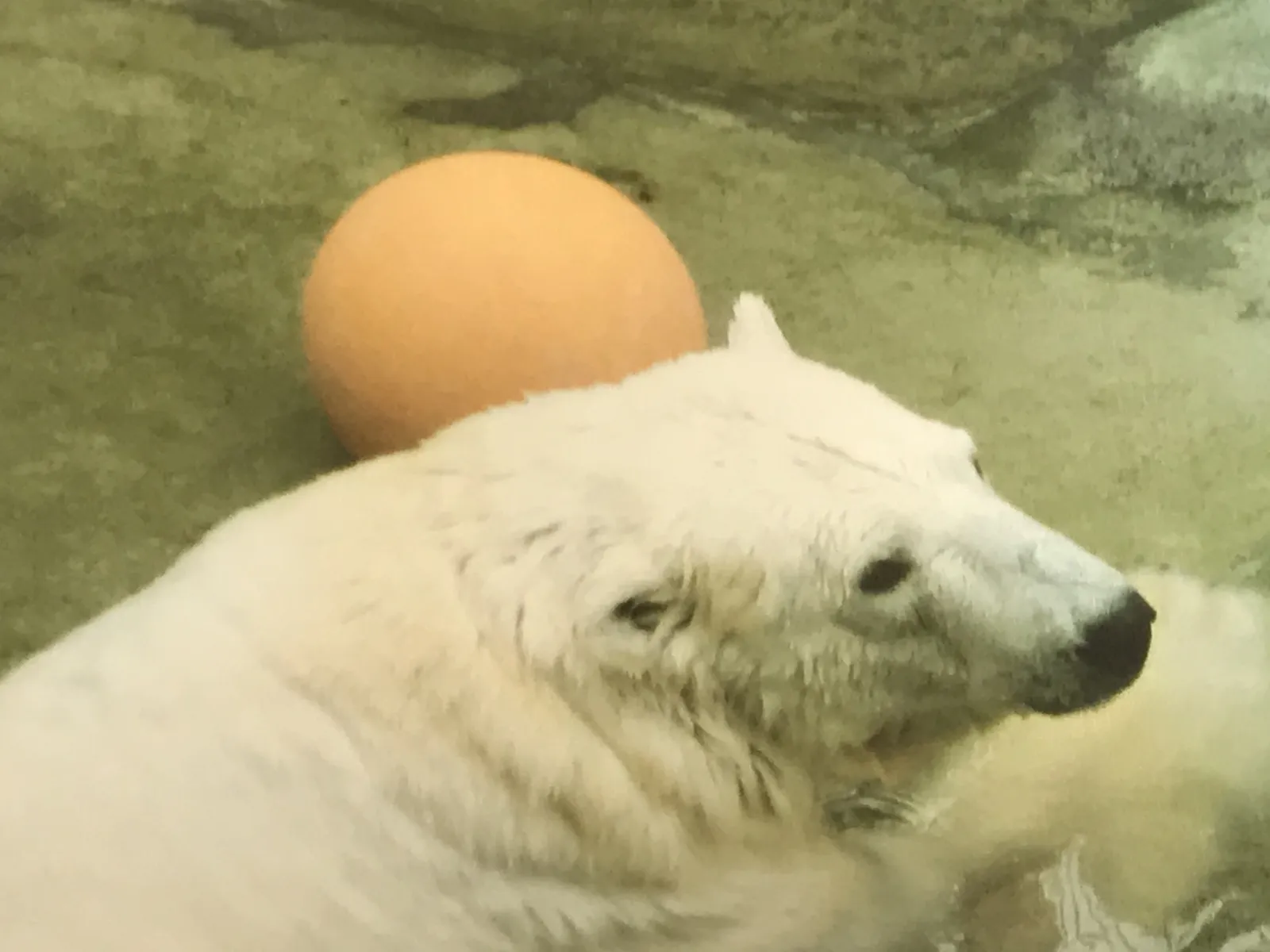 旭山動物園で見られる冬のペンギンの様子