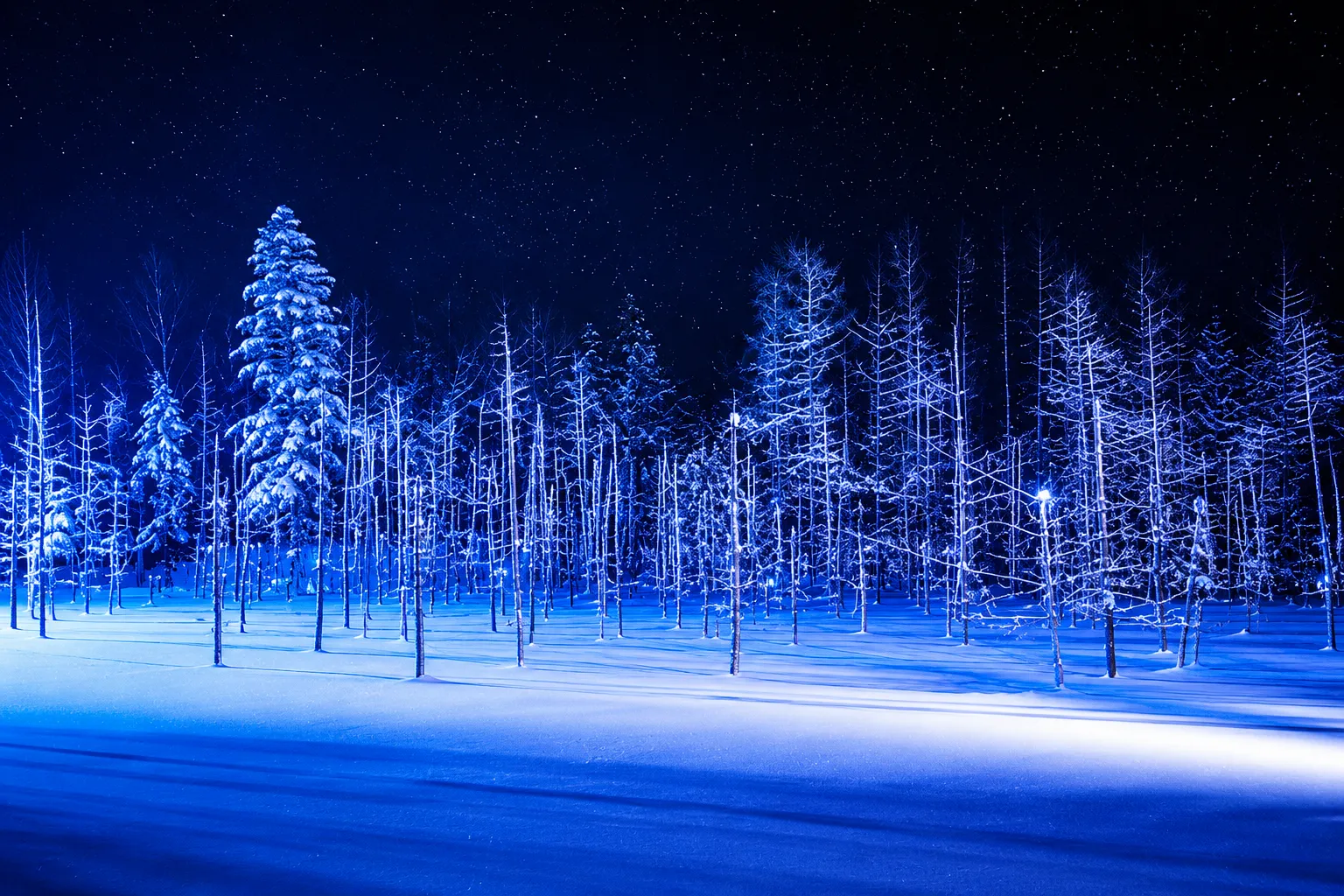 Trees at the Shirogane Blue Pond lit in blue under a starry sky