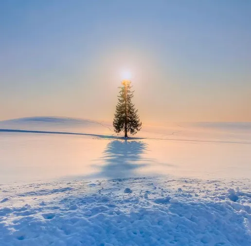 A lone tree in a snowfield with the sunset behind it