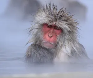 Tokyo: Snow Monkeys at Jigokudani & Kamakura Village Day Tour