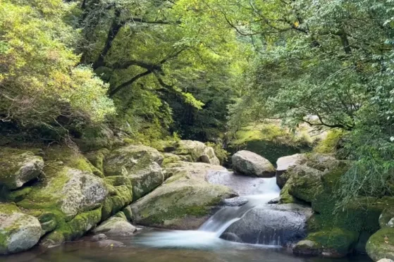 A small waterfall flowing between moss-covered rocks