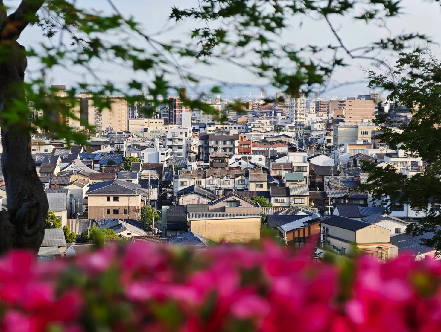 ツツジと木々越しに見える京都の住宅街