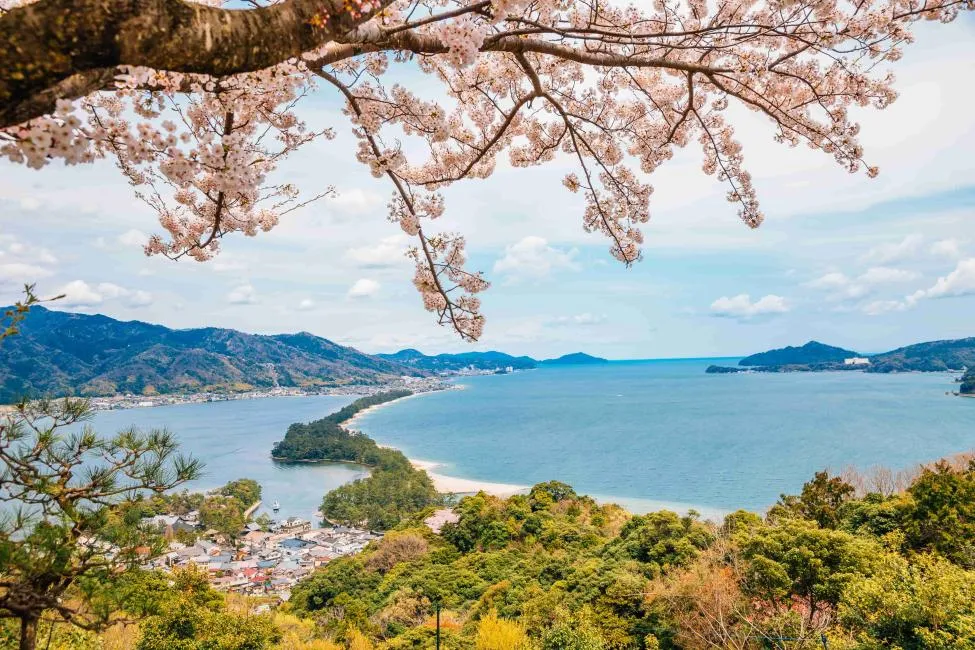 桜の枝越しに見える天橋立と宮津湾
