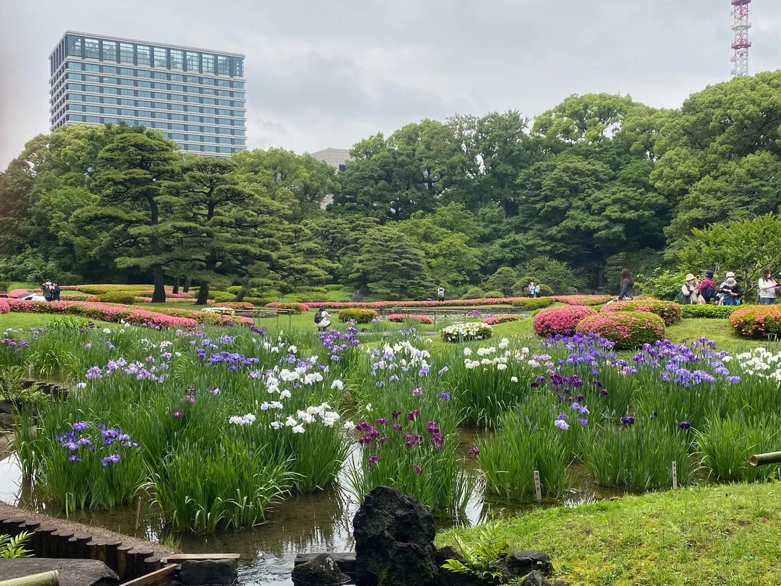 花菖蒲が咲く二の丸庭園と、木々の向こうに見える高層ビル
