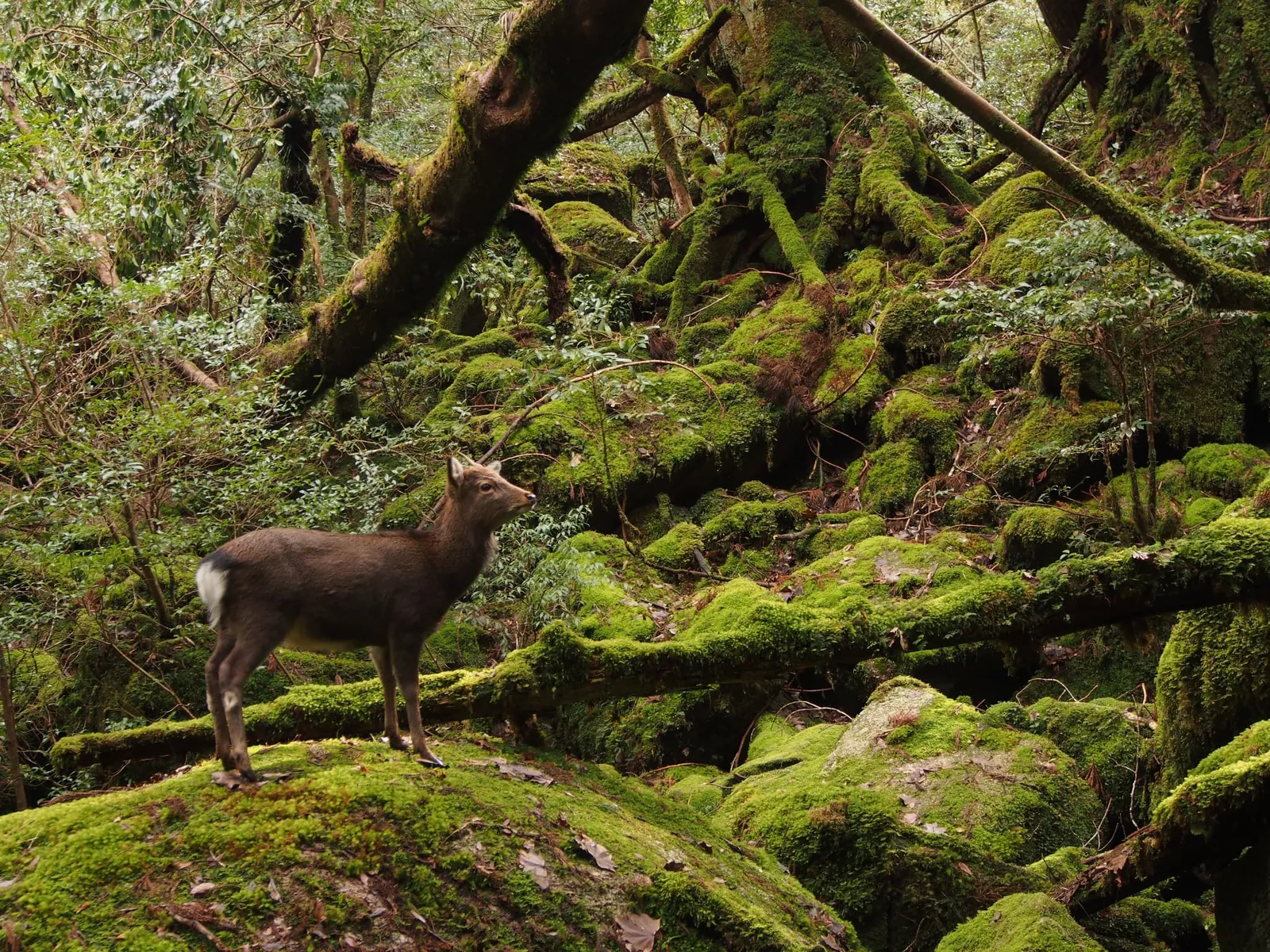 A deer standing on moss-covered rocks and a fallen log